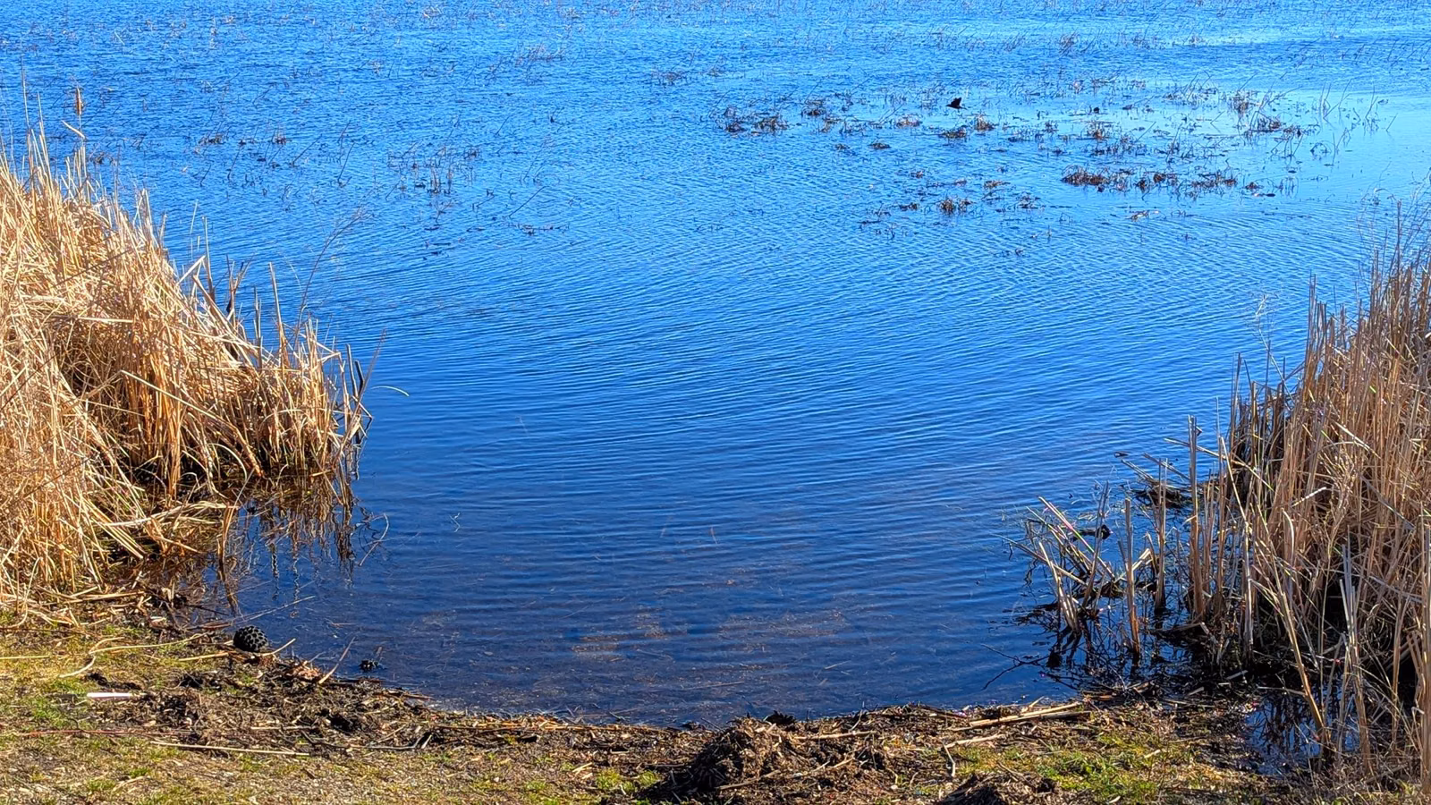 A blue pond with dry reeds along its edge