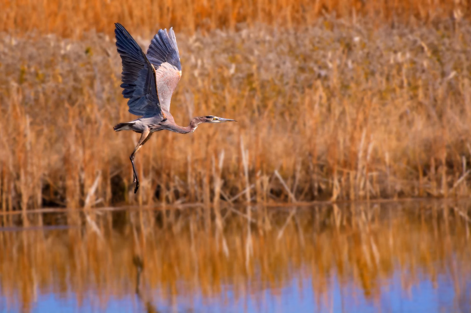 A great blue heron taking flight over a golden marsh