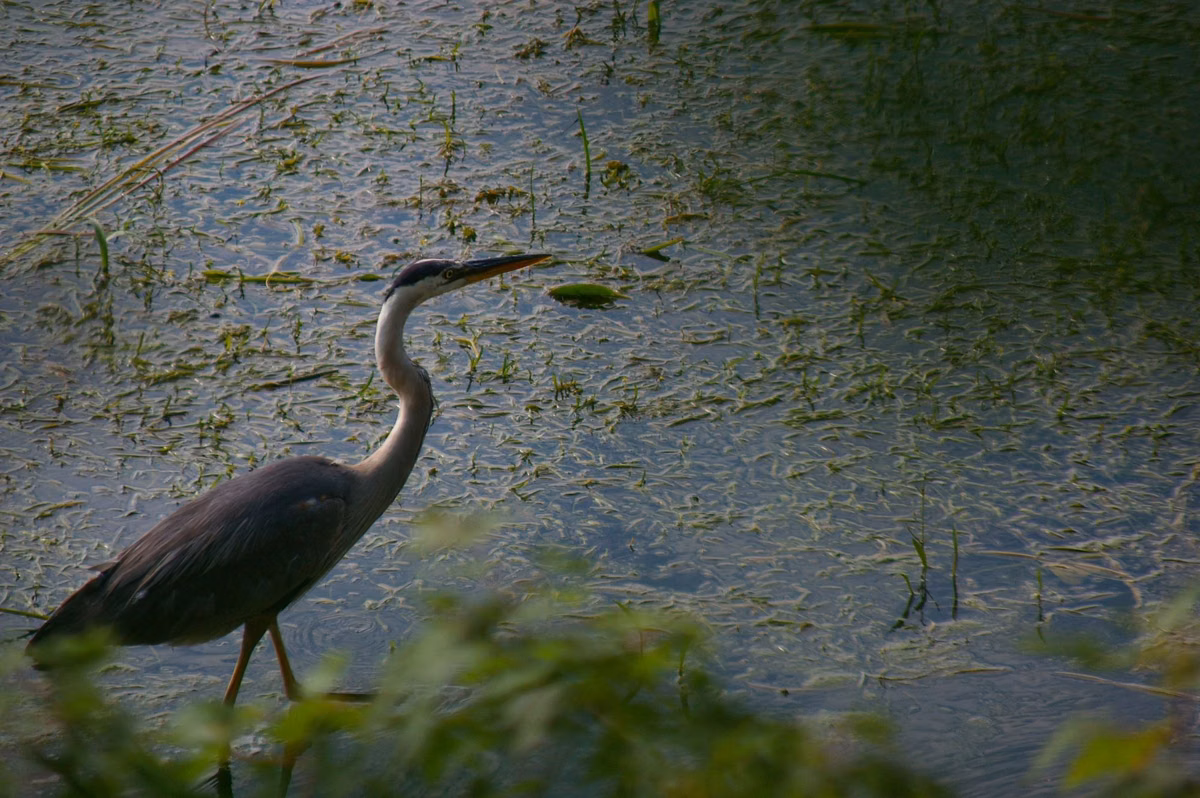 A great blue heron wading through floating plants in a marsh