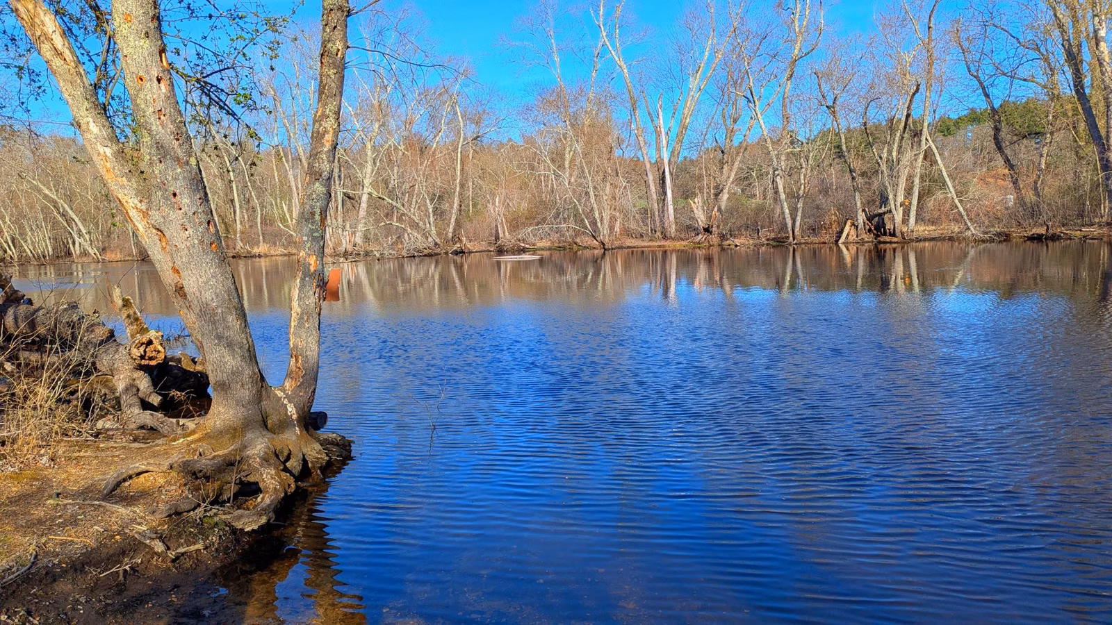 A blue pond edged by bare trees and a fallen trunk in a New England wetland in early spring