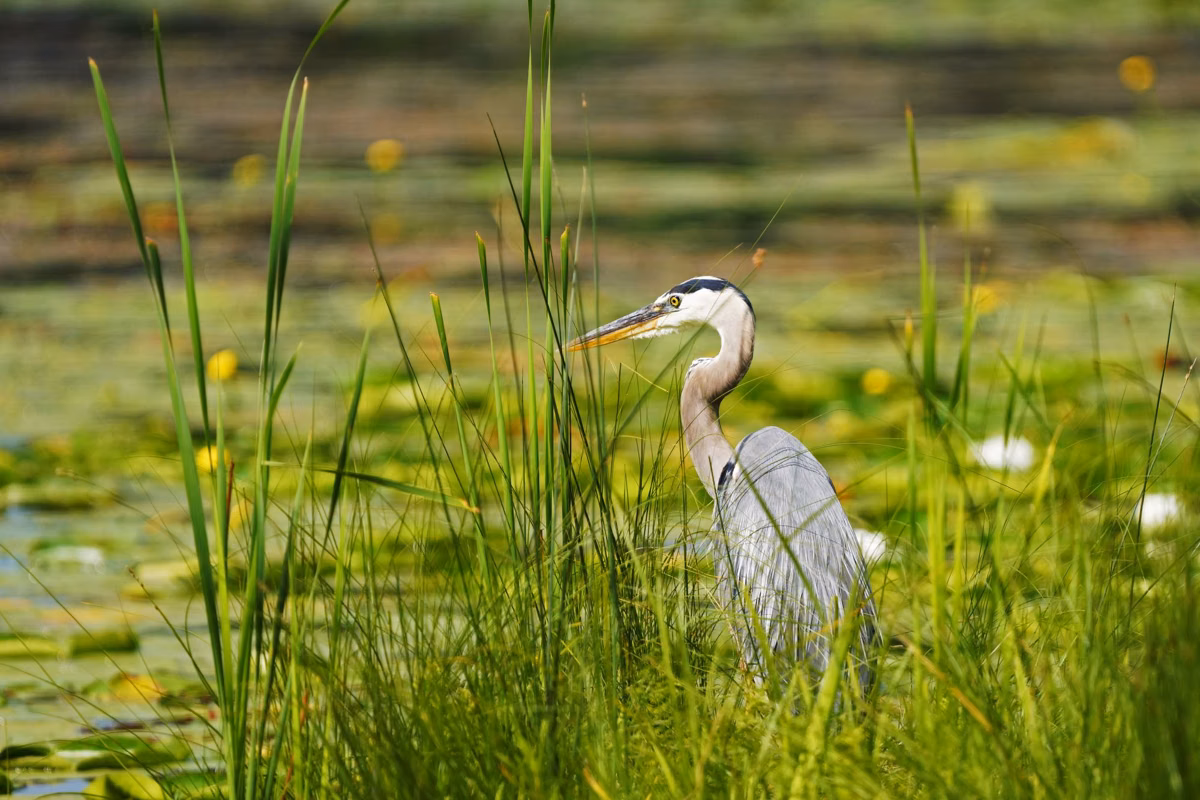 A great blue heron standing in tall green grass beside lily pads