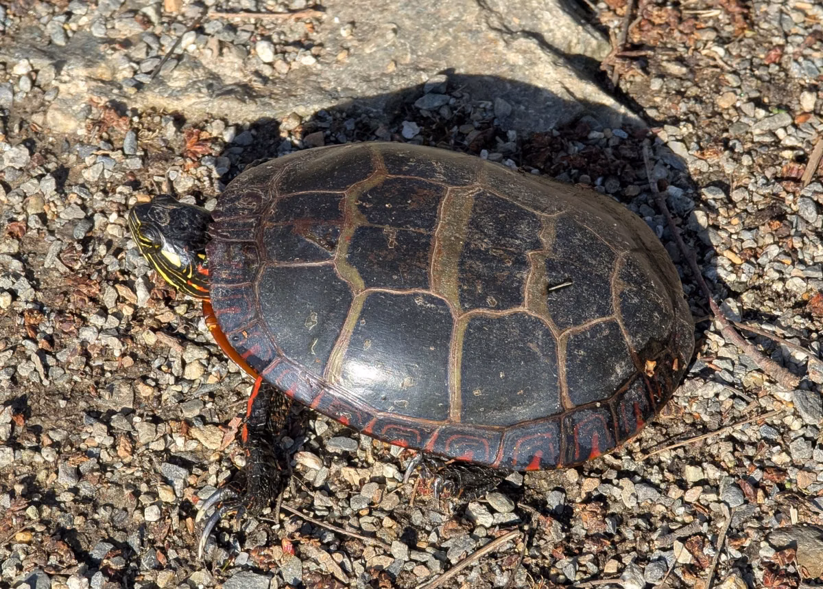 A painted turtle on gravel