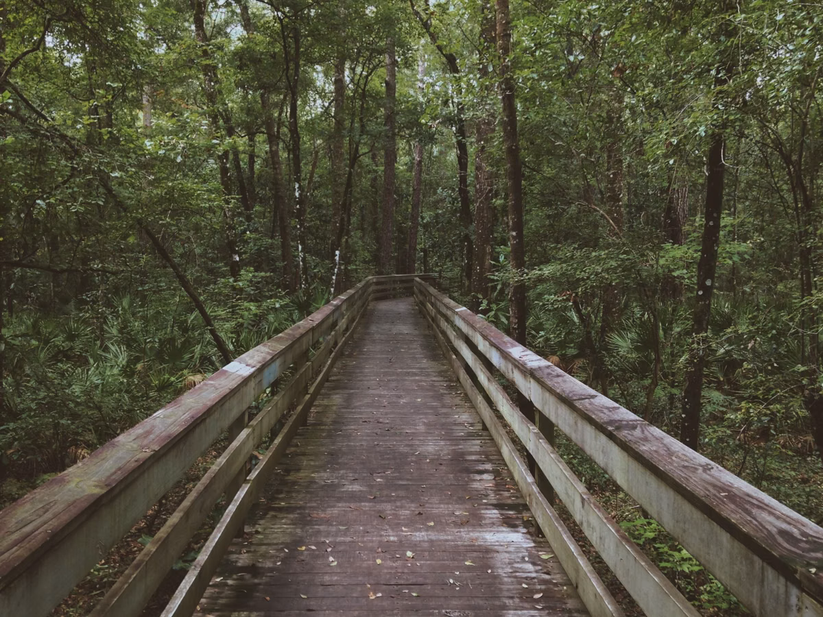 A wooden boardwalk with railings running into green woods