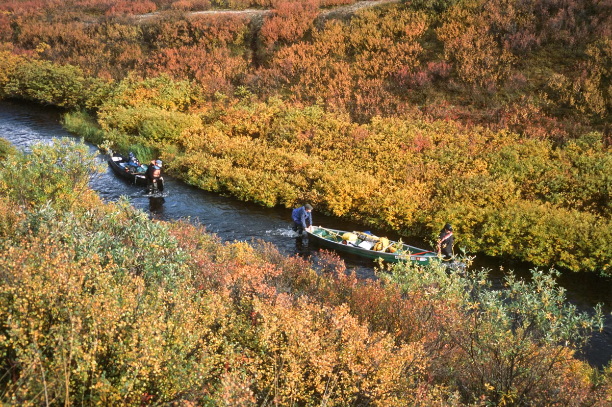 Paddlers lining canoes up a narrow, shallow channel through autumn brush