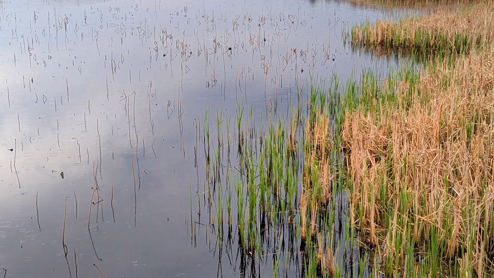 Shallow marsh water with new green shoots among last year's reeds