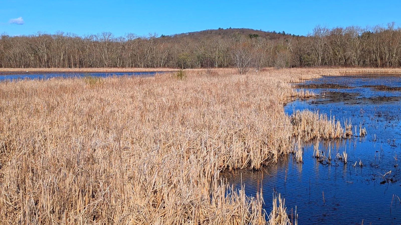 A cattail marsh opening onto blue water with a wooded hill beyond
