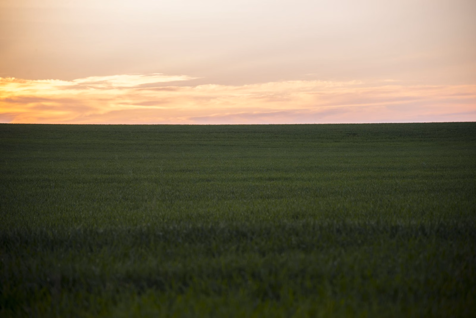 A wide green field under a soft evening sky