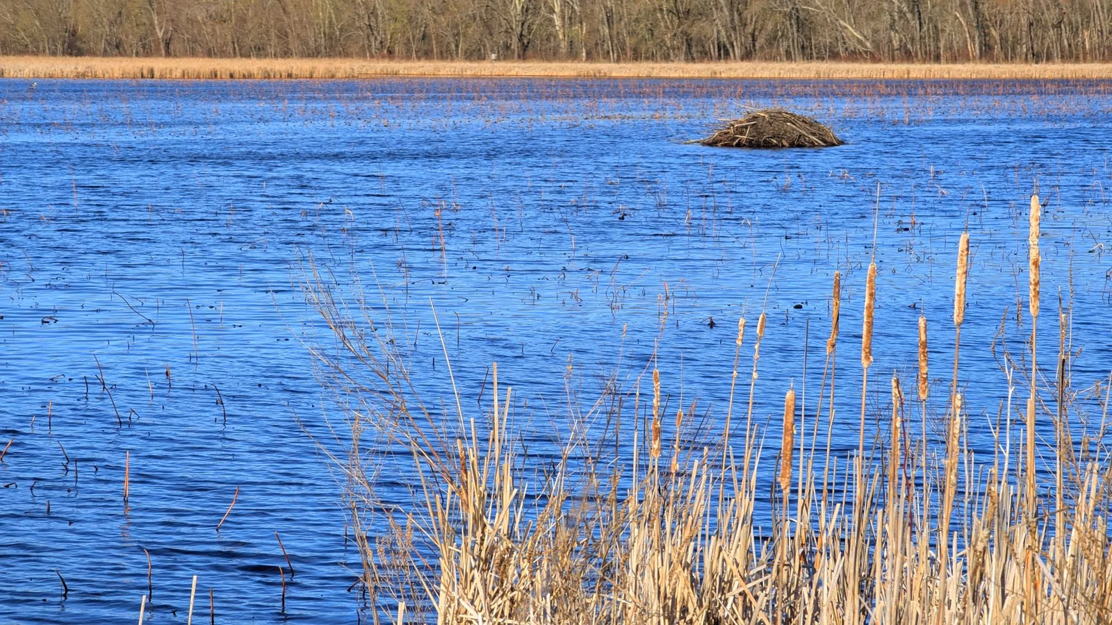 A beaver lodge in open blue water beyond a fringe of cattails