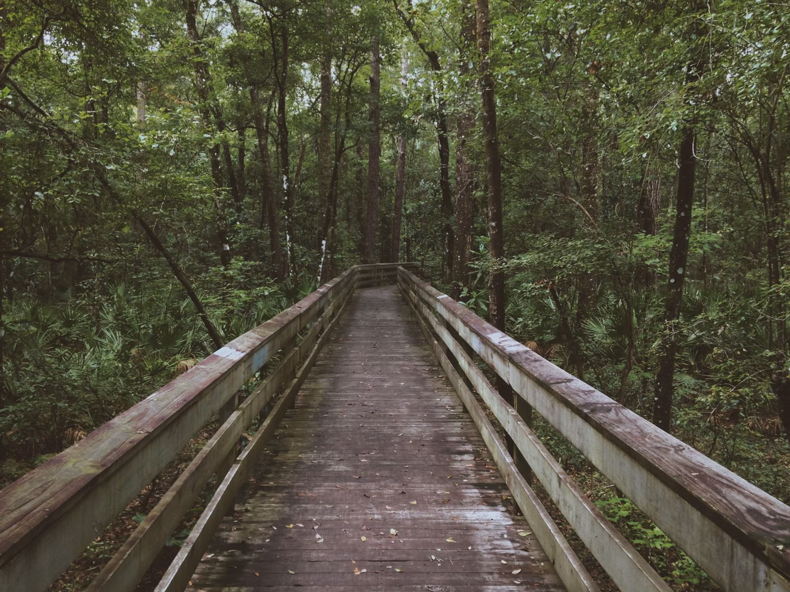 A wooden boardwalk with railings running into green woods
