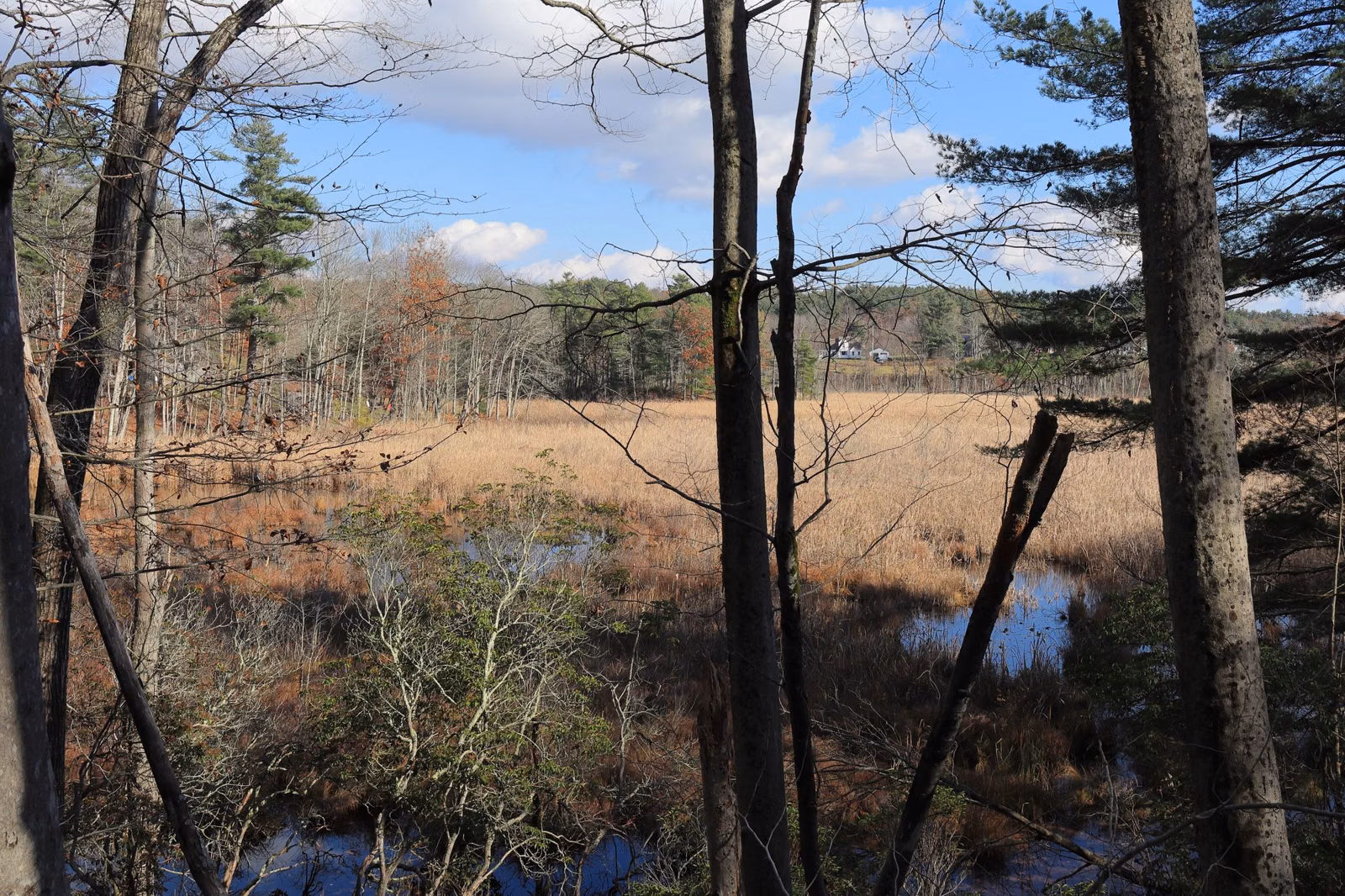 A brown cattail marsh seen between tree trunks in late autumn