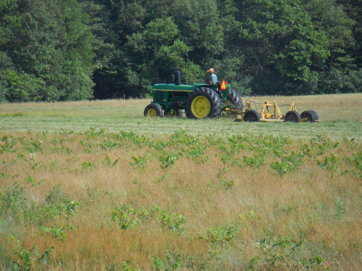 A tractor mowing a wildflower meadow at Bradley Palmer State Park