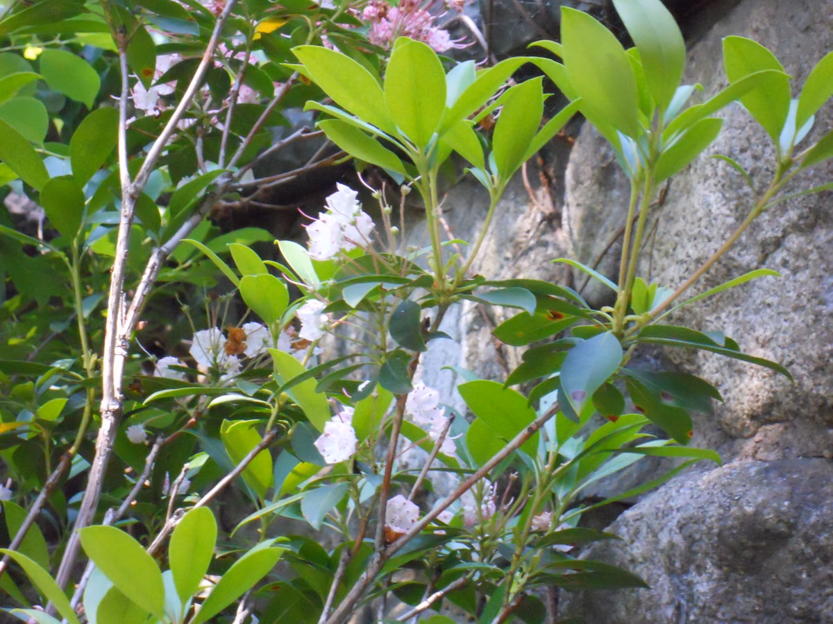 Mountain laurel blooming beside a rock at Bradley Palmer State Park