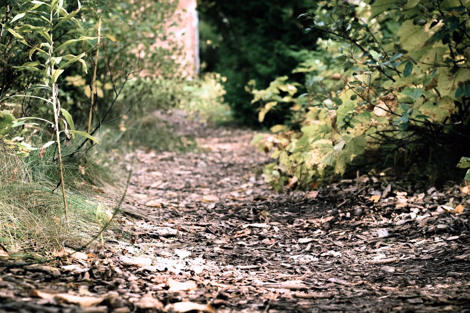 A leaf-covered dirt trail through green undergrowth in early autumn